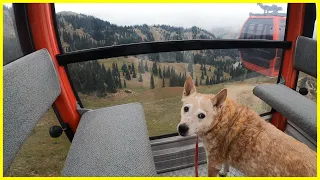 I Rode a GONDOLA Up Crystal Mountain at Mt. Rainier & HIked Back Down! Nature Dog Walk