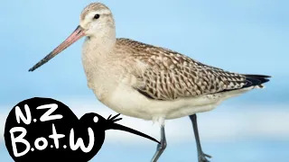 Bar-tailed godwit - New Zealand Bird of the Week