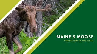 Maine's Moose