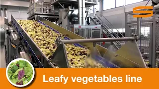 Leafy vegetables processing line - Sormac