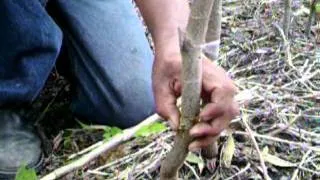 INJERTO DE NOGAL PECANERO   PECAN TREE GRAFTING   1