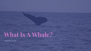 What Is A Whale? Psalms 104:26