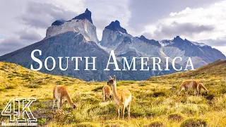 South America Wildlife in 4K ULTRA HD - Scenic Wildlife Film With Calming Music