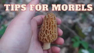 Tips for find Morel Mushrooms!