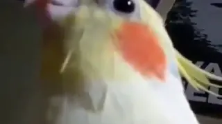 Bird sings the illuminati song (X-files theme song)