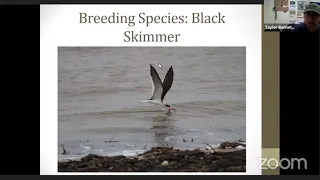 Beach Nesting Birds Presentation by Taylor Bennett