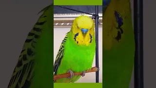 Come here, cute 🥰 budgie, give me a little kiss! #birds#viral #parakeet #parrot#trending#shorts