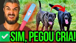 [CURIOSO] COMO SABER SE A CADELA ESTÁ PRENHE - SAIBA SE A CACHORRA PEGOU CRIA