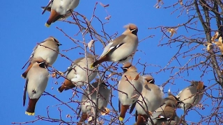 Свиристели. ( Bombycilla garrulus )