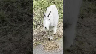 Mountain Goat Snacking