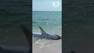 HUGE shark washes ashore on Pensacola Beach, beachgoers help it back into the Gulf