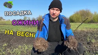 Висадка ожини весною!/Ягідний бізнес в Україні!Як я висаджую ожину?