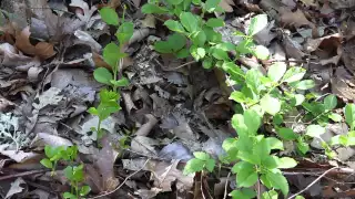 Defeating a killer vine: Round leaf bittersweet management