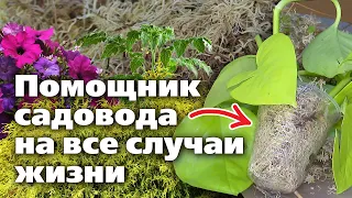 Мох. Варианты использования для домашних и садовых растений