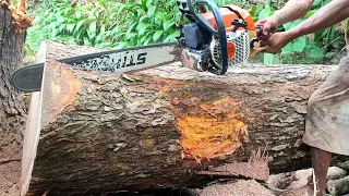 Keahlian membelah kayu trembesi besar chainsaw stihl ms 382