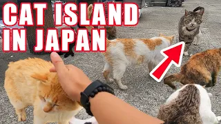 Fascinating History of This Japan's Cat Island