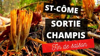 Cueillette et identification de champignons du Québec - Sortie champis tardive St-Côme - 11/10/2020