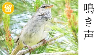 ウグイスの鳴き声３種（さえずり・警戒声・地鳴き）