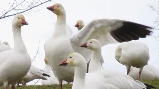 Snow Geese Honking & Flying Off - Amazing Geese Sounds