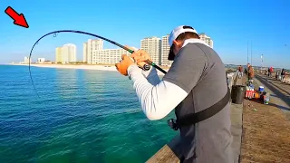 Tossed a Live Bait Under the Beach Pier and Caught This!