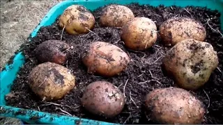 Восточный Казахстан   Омоложение семян картофеля