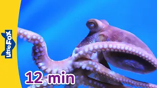 Meet the Animals 12 min | Crocodile, Shark, Turtle, Octopus, Manta Ray