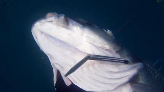 PESCA SUBMARINA EN EL ESTRECHO by ALEJANDRO