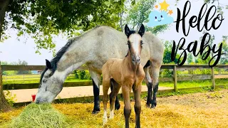 NEWBORN MYSTERY FOAL’S FIRST DAY ON THE FARM!!!