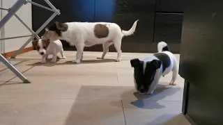 Puppy Zoomies in the living room 😂