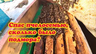 СПАС УМИРАЮЩИЮ ПЧЕЛОСЕМЬЮ ОТ ГОЛОДА, СКОЛЬКО ПЧЕЛЫ ОСЫПАЛОСЬ