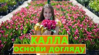 КАЛЛА 🌸 ОСНОВИ ДОГЛЯДУ 📝 ПРОСТО ТА ЕФЕКТИВНО