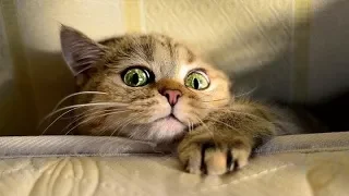 BEWARE! These FUUNY CATS will make you LAUGH until you DIE - Funny CAT compilation
