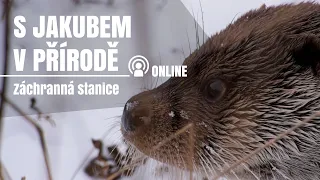 S Jakubem v přírodě online - Zachranná stanice zvířat