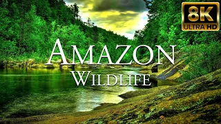 Amazon Wildlife 8K ULTRA HD | Wild Animals of Amazon Rainforest | Amazon Jungle