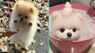 Mini Pomeranian - Funny and Cute Pomeranian Videos #2 - CuteVN