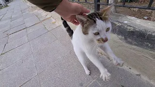 The cute cat does all the cute moves she knows to eat the food in my bag.