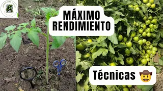 METODO PARA LA PODA DE TOMATES - Técnica Para Aumentar La Producción