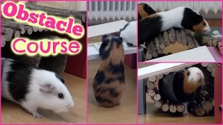 Obstacle Course/Playground For Guinea Pigs Part II