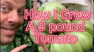 Tips, Tricks, and Secrets to growing some of the largest tomatoes on earth￼