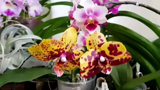 Выставка орхидей в музее им. Тимирязева. Exhibition of orchids in Moscow city