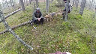 ПЕРВАЯ ОХОТА НА ЗАЙЦА В 2019 // БЫВАЛЫЙ ОХОТНИК И МОЛОДАЯ ГОНЧАЯ // БЕЗ ТРОФЕЯ!