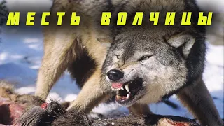 🐺  МЕСТЬ ВОЛЧИЦЫ! Случай в тайге!