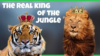 Who’s the real king of the jungle? #wildlife #animals #bigcats