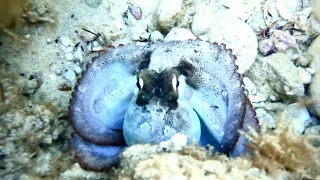 Snorkelling Cottesloe