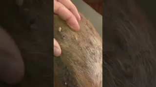 Mango Worms Removal