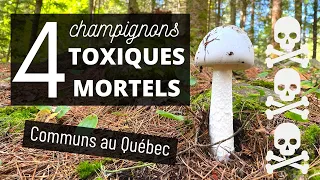 4 champignons toxiques mortels les plus communs du Québec