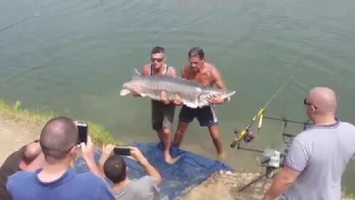Супер Рыбалка Бешеный Улов Огромная Рыба Осётр 65 кг 1.5 м