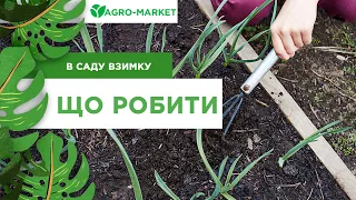 Робота садівника наприкінці зими, ранньою весною.