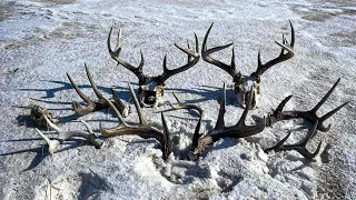 FINDING NICE DEER SHEDS IN WHITETAIL COUNTRY! | SHED HUNTING | SASK SHEDS |