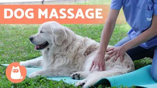 Relaxing MASSAGE for DOGS 🐶 (Benefits & What to Do)